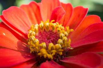 zinnia