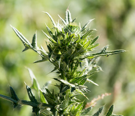 prickly plant in nature