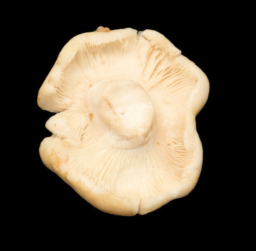 edible mushroom on a black background