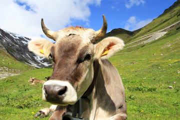 Braunvieh mit H&ouml;rnern und Glocke im Gebirge