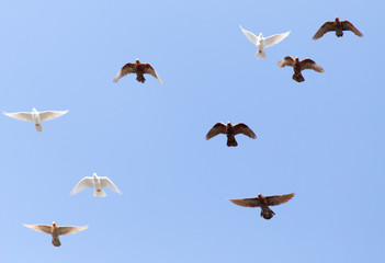 a flock of pigeons in the blue sky
