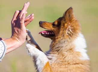 Shetland Sheepdog gibt Fünf