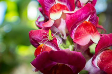 snapdragons