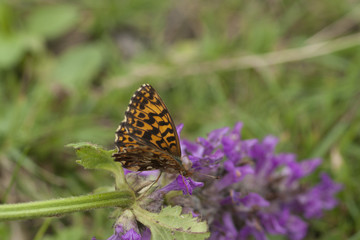 Peacock butterfly on flower. Macro.