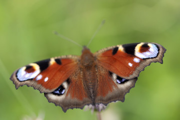Fototapeta na wymiar Butterfly on flower. Macro.