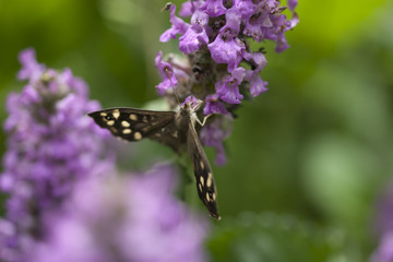Peacock butterfly on flower. Macro.