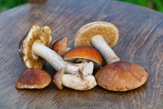 boletus. edible mushrooms