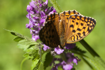 Peacock butterfly on flower. Macro.