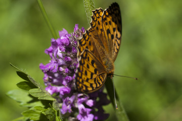 Peacock butterfly on flower. Macro.