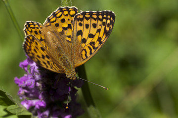 Peacock butterfly on flower. Macro.