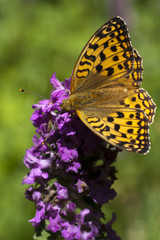 Peacock butterfly on flower. Macro.