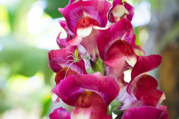 snapdragons