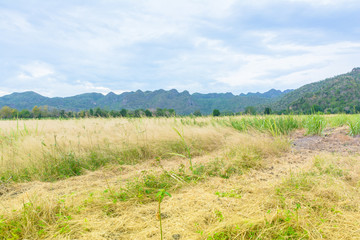 Fototapeta na wymiar Mountain view and agriculture farm in Thailand