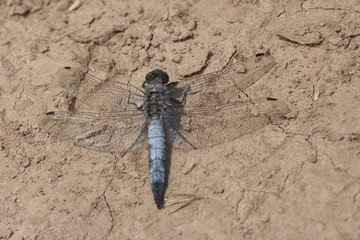 The macro picture of dragonfly on the background.