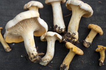 Chanterelles and porcini mushrooms on the wood. Macro.