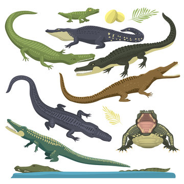 Green crocodile reptile vector illustration.