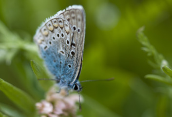 Melissa Blue butterfly perched on a stalk of grass.

