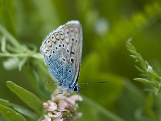 Fototapeta na wymiar Melissa Blue butterfly perched on a stalk of grass.