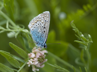 Melissa Blue butterfly perched on a stalk of grass.

