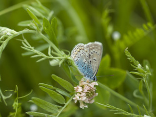 Melissa Blue butterfly perched on a stalk of grass.

