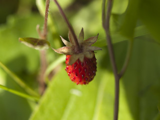 Wild strawberries macro / growing wild strawberries
