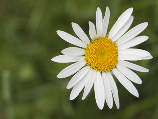 Obraz premium Colorful wildflowers blossoming in field.