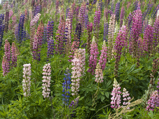 Obraz premium Colorful wildflowers blossoming in field.