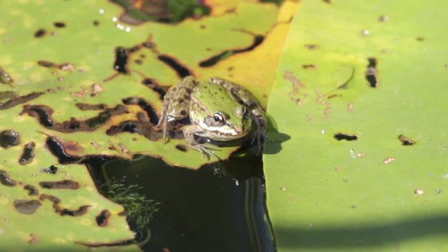 Marsh frog sitting on the green leaves among water lilies on the lake