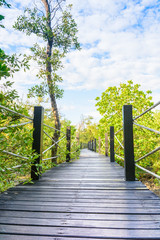 Fototapeta na wymiar mangrove forest and walkway