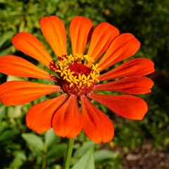 Close-up of a red orange zinnia flower in bloom