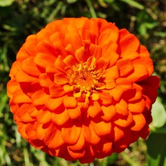 Close-up of a red orange zinnia flower in bloom