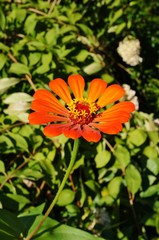 Close-up of a red orange zinnia flower in bloom