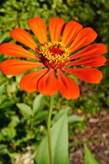 Close-up of a red orange zinnia flower in bloom