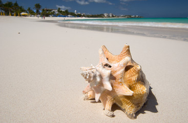 Fototapeta na wymiar Big conch on the beach, Anguilla, English Caribbean island