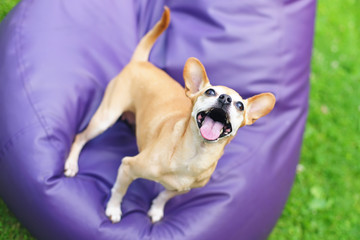 Happy Russian Toy terrier dog staying outdoors on a soft purple bean bag chair