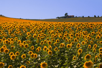 Girasoli al tramonto