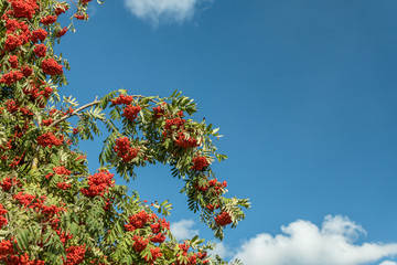Colorful autumn rowan tree branches against blue sky background