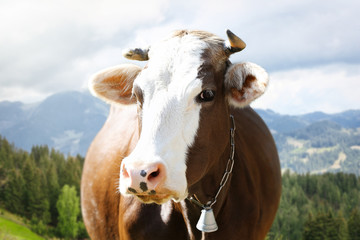 Fototapeta na wymiar Cow in mountains, close up