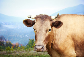 Single cow on the meadow