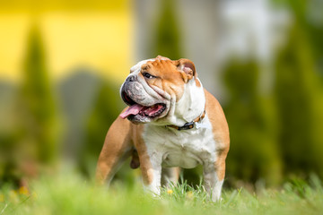 Portrait of English Bulldog in garden