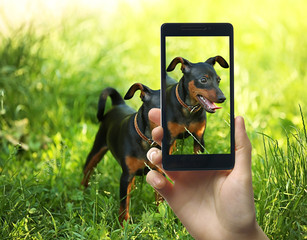 Female hand making photos of cute dog on a smartphone