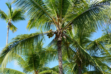 Palm tree leafs and fruits