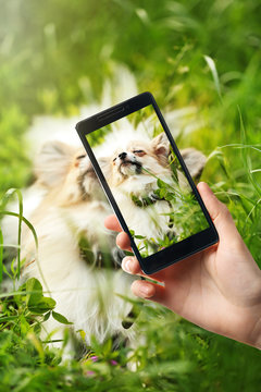 Female hand making photos of cute dog on a smartphone