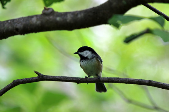 M&eacute;sange &agrave; t&ecirc;te noire