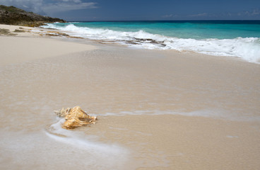 Big conch on the beach, Anguilla, English Caribbean island