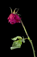 A single wilting rose