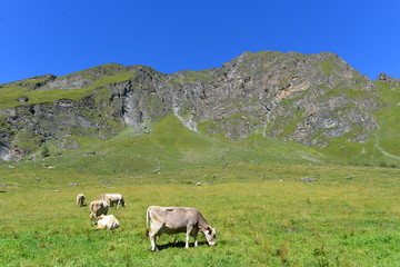 Fototapeta na wymiar Tuxer Rind im Tuxertal Tirol