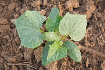 closeup cucumber seedling on farm
