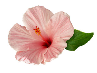 pink hibiscus flower isolated on white background © aninna