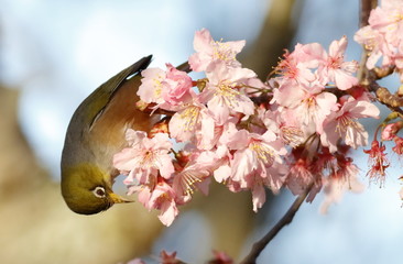 Silvereye Zosterops lateralis feeding on nectar from cherry blossoms